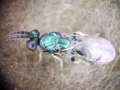 Réf. 318 678 : Aulogymnus trilineatus